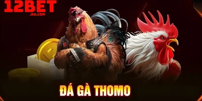 Đá gà Thomo tại 12BET: Sân chơi hợp pháp, minh bạch 2 12BET live các trận chọi gà Thomo full