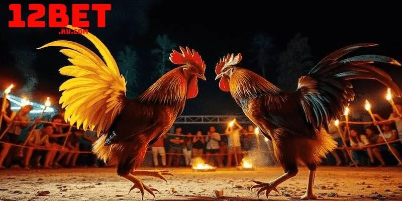 Đá gà Thomo tại 12BET: Sân chơi hợp pháp, minh bạch 3 Có 3 loại kèo cược chính