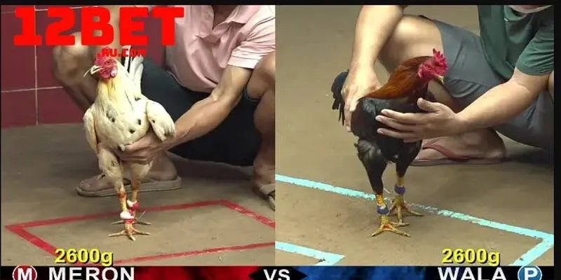 Đá Gà 3 Cửa cược đá gà tại nhà cái 12BET