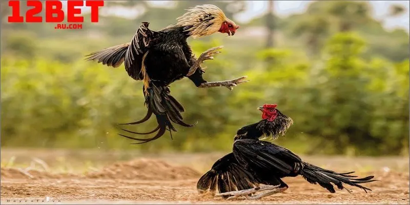 Đá Gà 2 Đá gà cựa sắt thu hút nhiều người chơi